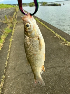 ワタカの釣果