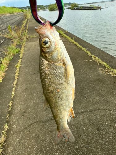 ワタカの釣果
