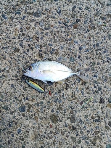 メッキの釣果