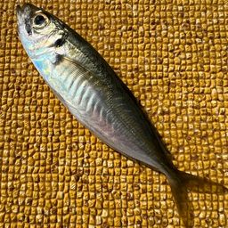 アジ