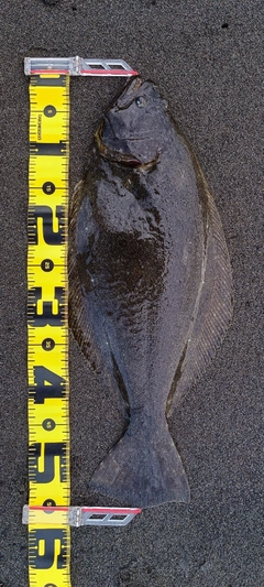 ヒラメの釣果