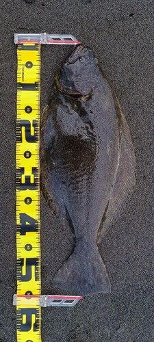 ヒラメの釣果