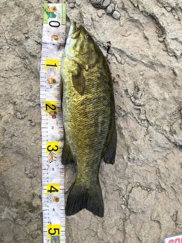 スモールマウスバスの釣果