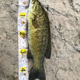 スモールマウスバス