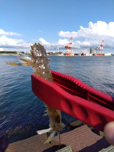 シャコの釣果