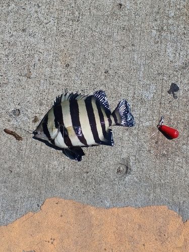 サンバソウの釣果