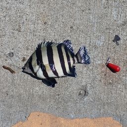 サンバソウ