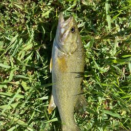 スモールマウスバス