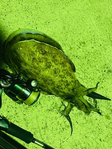 コウイカの釣果