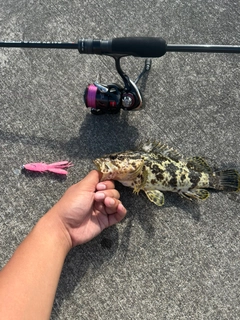 ベッコウゾイの釣果