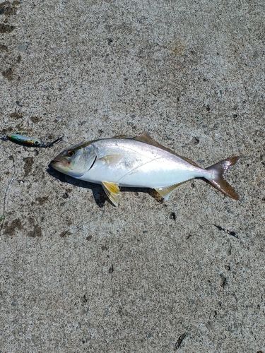 ショゴの釣果