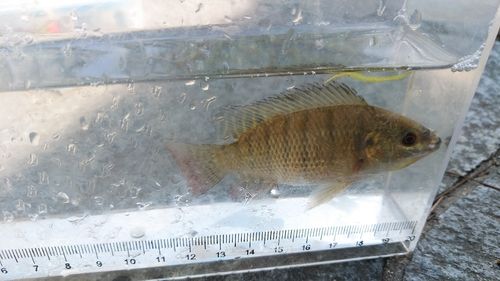 ナイルティラピアの釣果