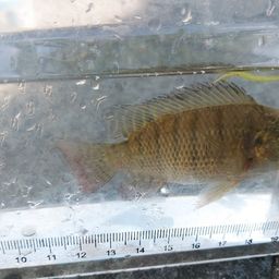 ナイルティラピア