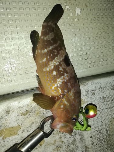 アコウの釣果