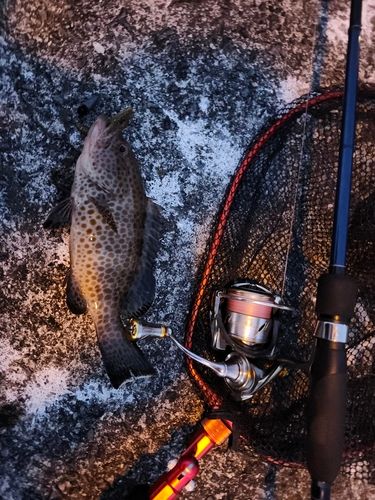 オオモンハタの釣果