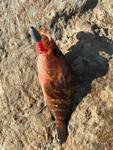 アコウの釣果