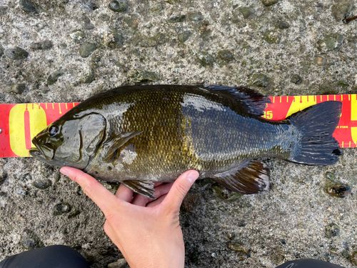 スモールマウスバスの釣果