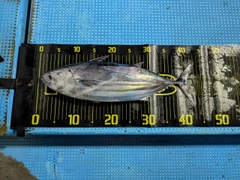 カツオの釣果