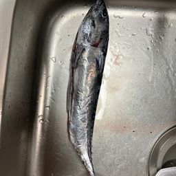 カツオ