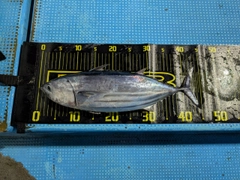 カツオの釣果