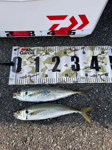アジの釣果