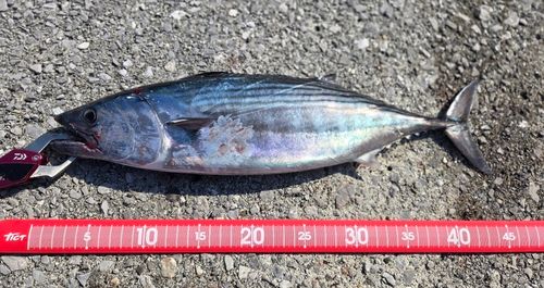 ハガツオの釣果