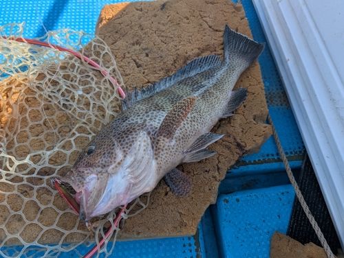 オオモンハタの釣果