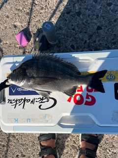 クロダイの釣果