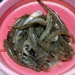 ハゼ