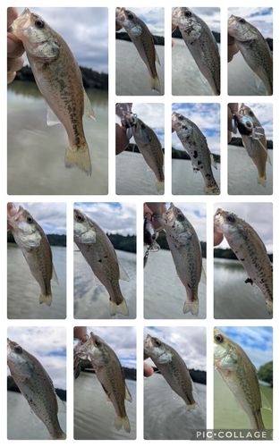 ブラックバスの釣果