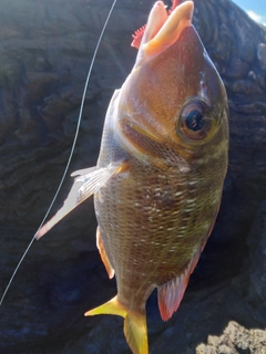 クチナジの釣果