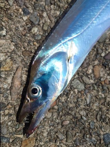 タチウオの釣果