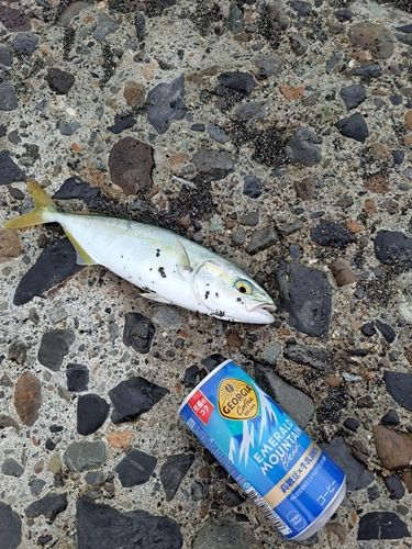 ワカシの釣果