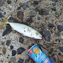 ワカシ