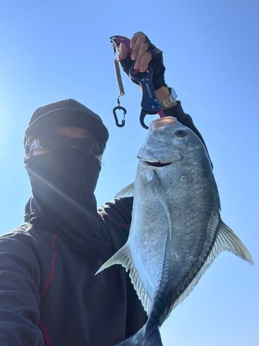 ロウニンアジの釣果