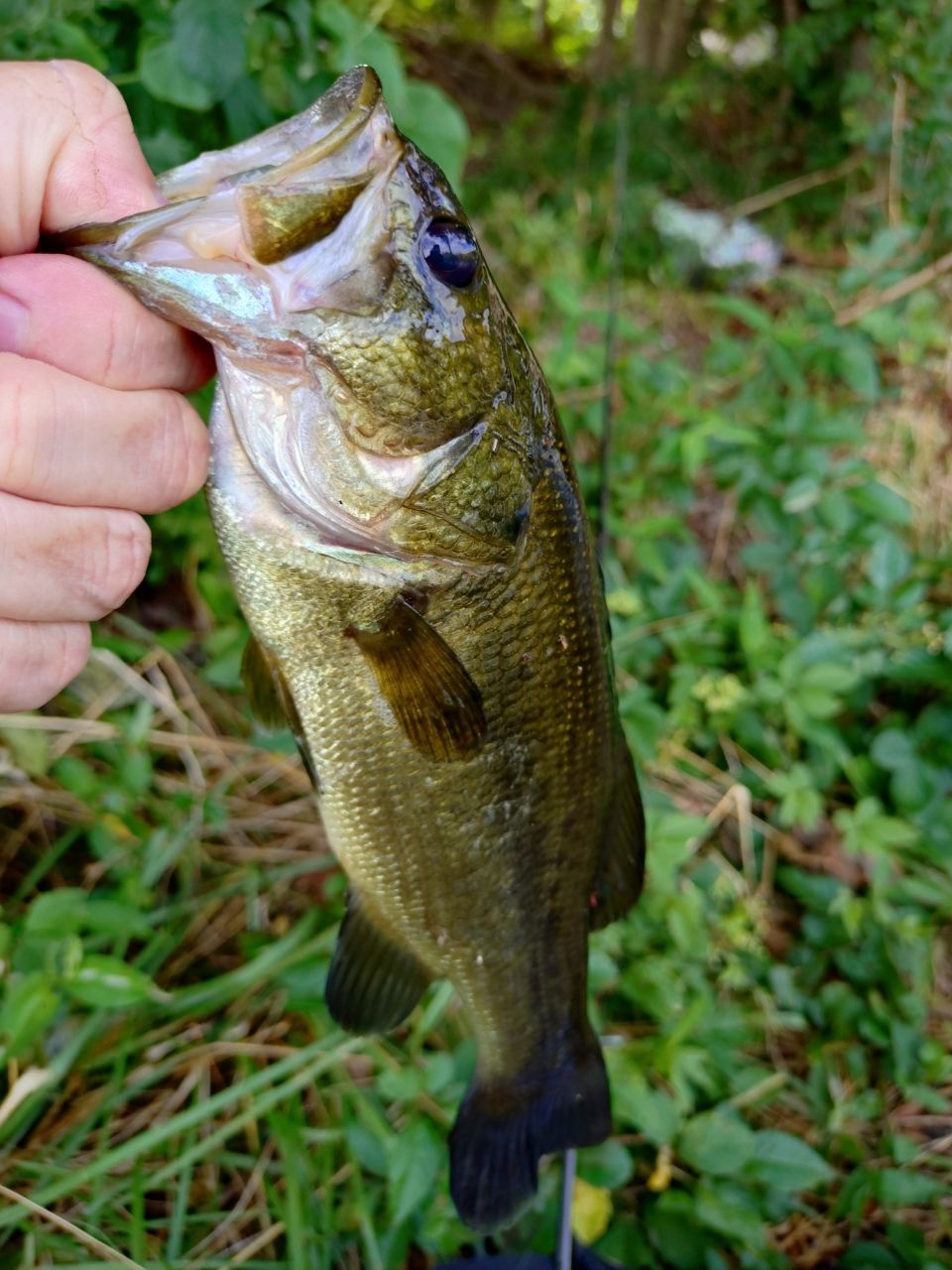 ラージマウスバス