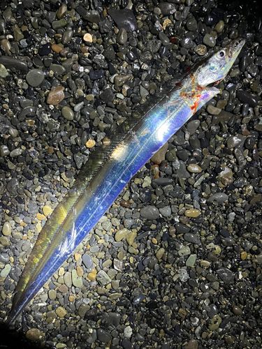 タチウオの釣果