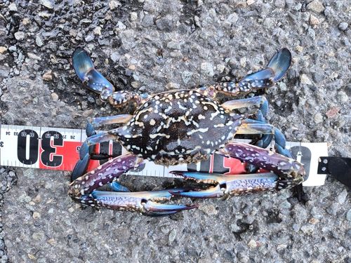 タイワンガザミの釣果