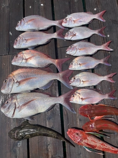 マダイの釣果