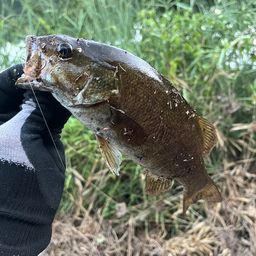 スモールマウスバス