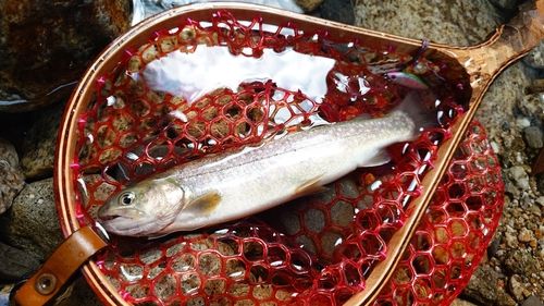 イワナの釣果