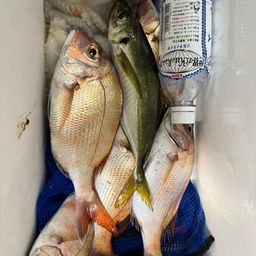 アジ