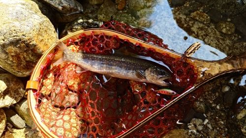 イワナの釣果