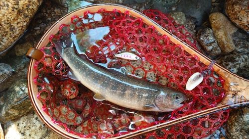 イワナの釣果