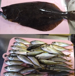 ヒラメの釣果