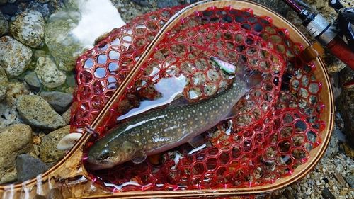 イワナの釣果