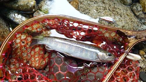 イワナの釣果