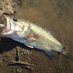 ラージマウスバス