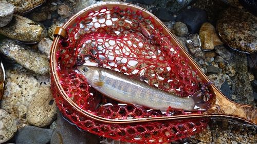 イワナの釣果