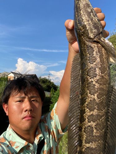 ライギョの釣果